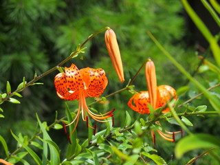 鬼百合の花