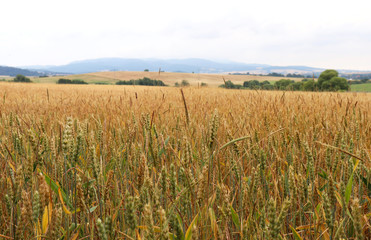 Summer wheat field in Germany
