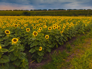 Obraz premium Wonderful panoramic view field of sunflowers by summertime.