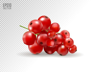 Red currant. Realistic vector illustration of berries on transparent background. 3d