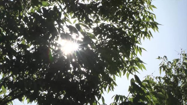 夏の太陽