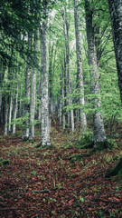 Fototapeta premium Scatti del Pian del Cansiglio
