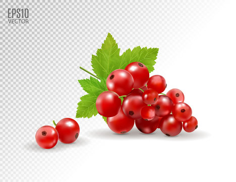 Red currant. Realistic vector illustration of berries on transparent background. 3d