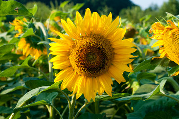 Fototapeta premium bright sunflowers on a large field on a sunny day