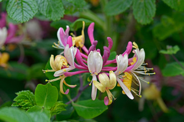 Close up of the Honeysuckle Lonicera periclymenum in a country cottage garden