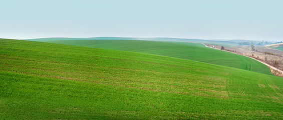 Landscape of Green sown field abstract eco background.