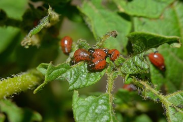 Macro Red larva of the Colorado potato beetle eats potato leaves.