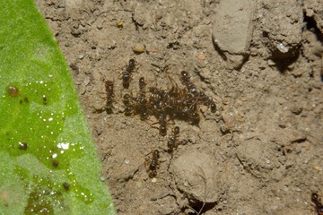 group of ants on the ground, macro ant.