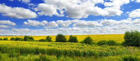 Rolgordijnen Panoramic view on sunflower field with cloudly sky © pavlobaliukh