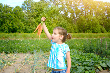 Cute little girl keeps a bunch of fresh organic carrots in her home garden. Healthy family lifestyle.