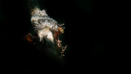 Fotografia subaquea a trieste