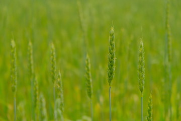 Fototapeta premium field, ears of wheat swaying in the wind, a warm summer day, wheat, rye, oats