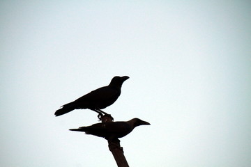 crow in flight