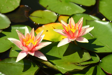 Waterlily
