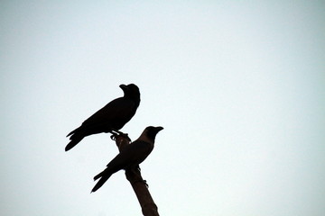 silhouette of bird