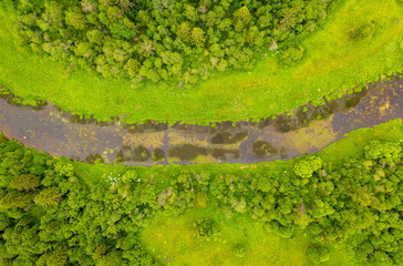 Aerial drone view of river overgrown with reeds and grass cutting trough forest