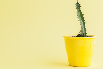 succulent plant on a yellow background.