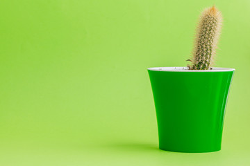 Tropical green cactus on green background.