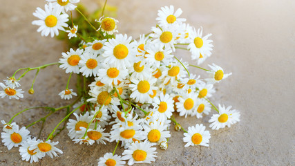 Obraz premium Banner bouquet of daisies on the ground on a Sunny summer day. Mother's day. Family day. Concept of summer and Spa care.