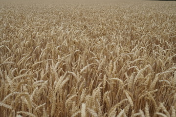 Wheat field