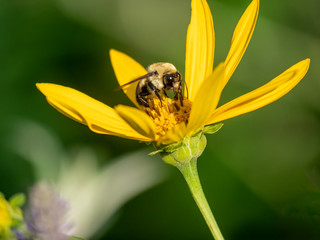 Bumblebee in garden