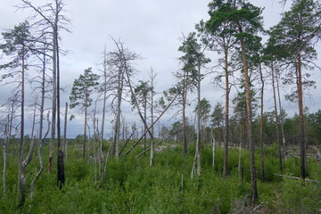 Wiederaufforstung nach Waldbrand