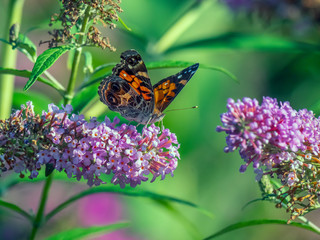 Red admiral butterflu in summer