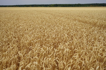 Wheat field