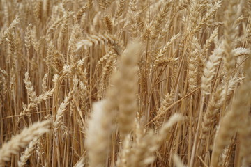 Wheat field