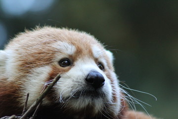 portrait of panda
