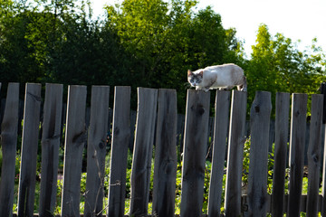 A beautiful cat walks on a wooden fence in the early summer morning.