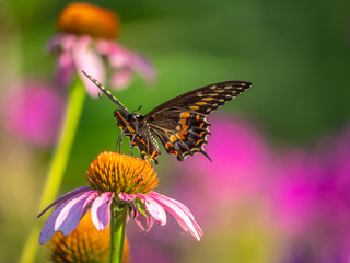 Black swallowtail butterfly in summer