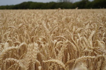 Wheat field