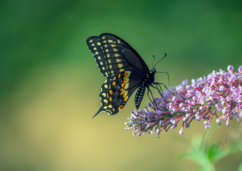 Black swallowtail butterfly in summer