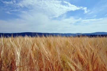 Radweg zum Froschgrundsee