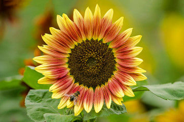 Close-up of a sunflower with a bee on one of its red and yellow petals in a garden in summer