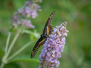 Black swallowtail butterfly in summer