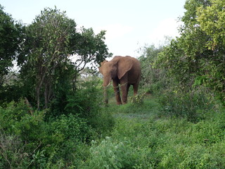 Fototapeta na wymiar Alcuni scatti del safari in Kenya Africa