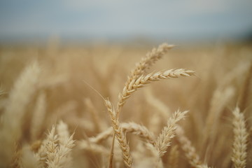 Fototapeta premium Wheat field