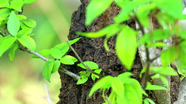 Termites build a nest on a tree after rain, vertical foot to top1