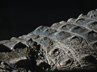 crocodile with mouth open
