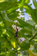 Red-legged golden orb-weaver spider (Nephila inaurata madagascariensis) on Praslin, Seychelles.