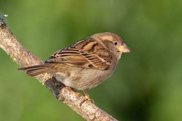 Female House Sparrow (Passer domesticus) sitting on a branch in the garden.