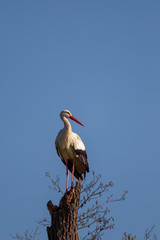 White Stork (Ciconia ciconia) sitting on the trunk of a dead tree in the nature reserve Moenchbruch...