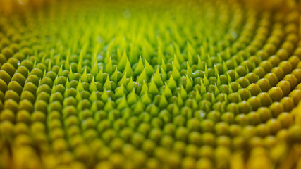 Sunflower petal close up macro