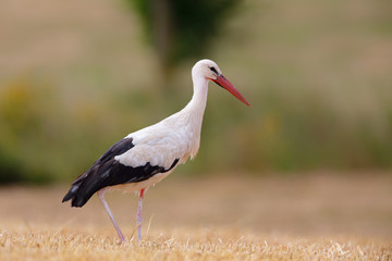White Stork (Ciconia ciconia) searching for food on a stubble field near Frankfurt, Germany.