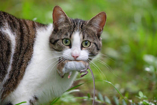 Cat with a caught mouse in its mouth.