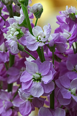 Close up of pink Matthiola incana, Stocks in a flower border