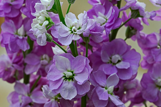 Close up of pink Matthiola incana, Stocks in a flower border