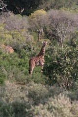 Alcuni scatti del paco nazionale Zavo est in africa 